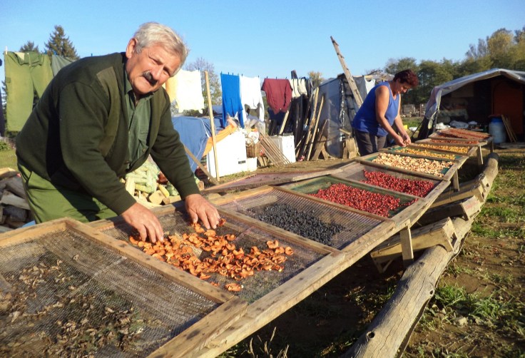 gradiska01-jankula-i-mira-suse-sumske-plodove-i-lekovito-bilje