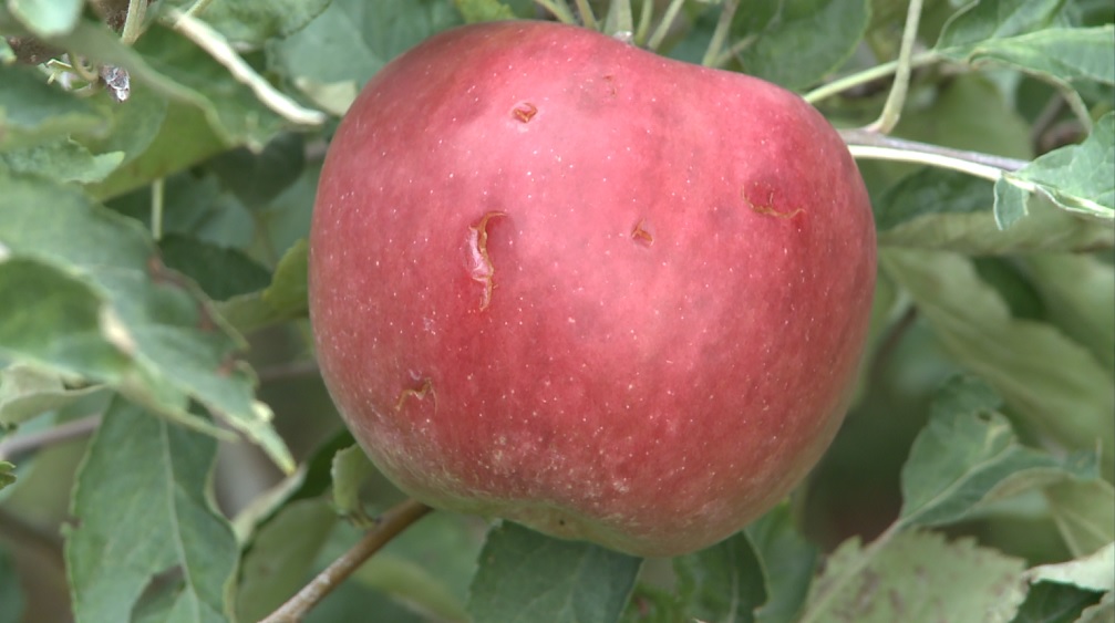 Led uništio voće, voćari traže pomoć Vlade&nbsp;RS