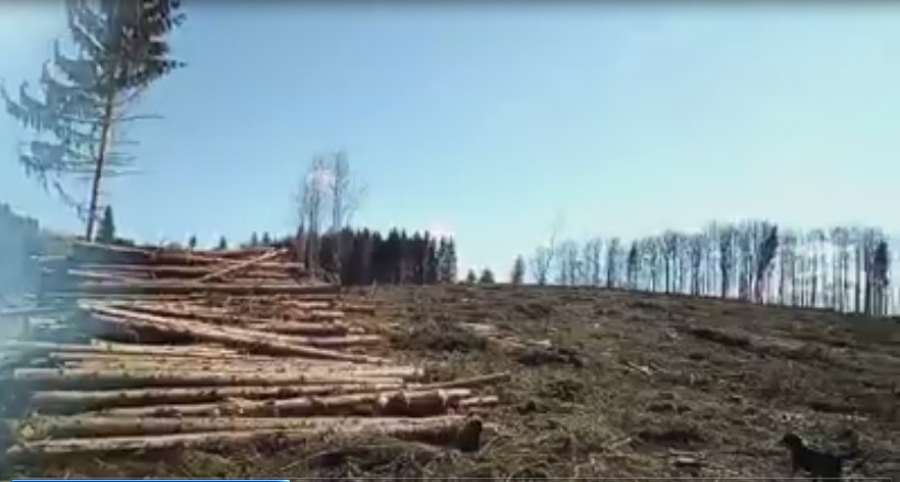 Nevjerovatna nebriga za šumu na „Kozari“